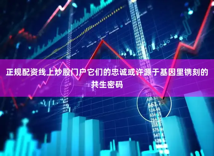 正规配资线上炒股门户它们的忠诚或许源于基因里镌刻的共生密码
